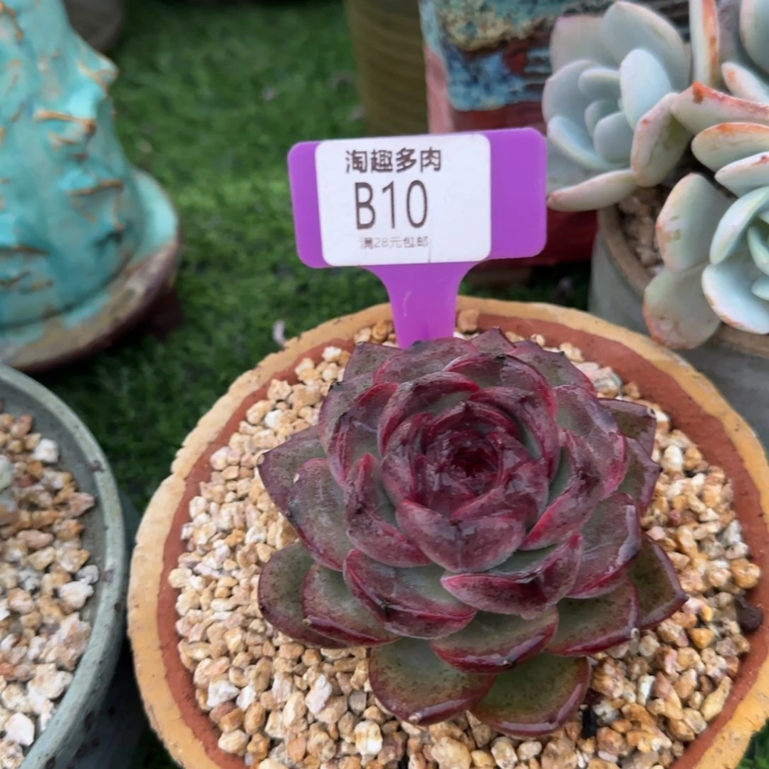 多肉植物黑橙子，老庄