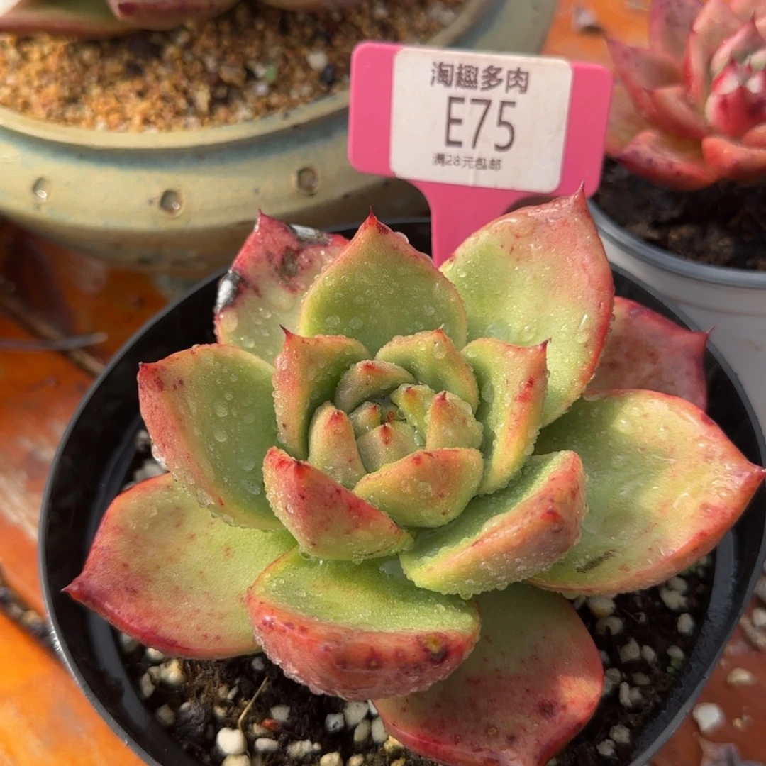 多肉植物后叶巴松