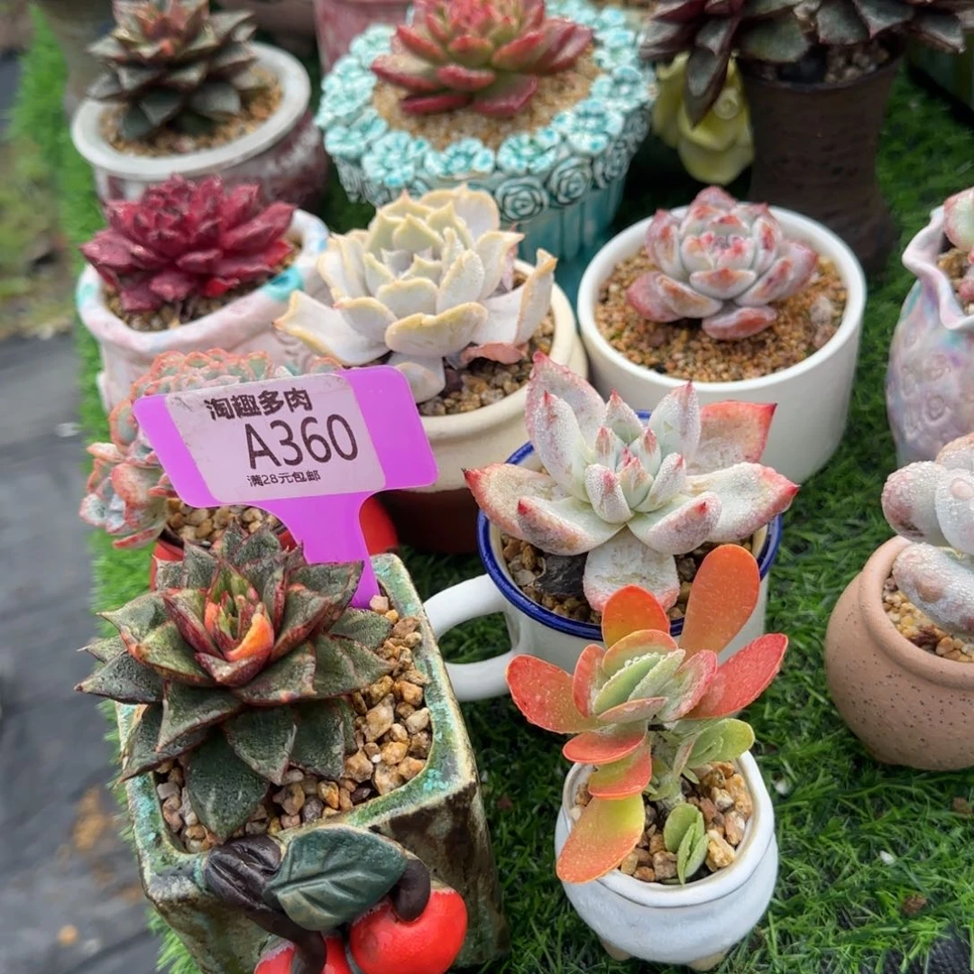 多肉植物麒麟座老庄带劲