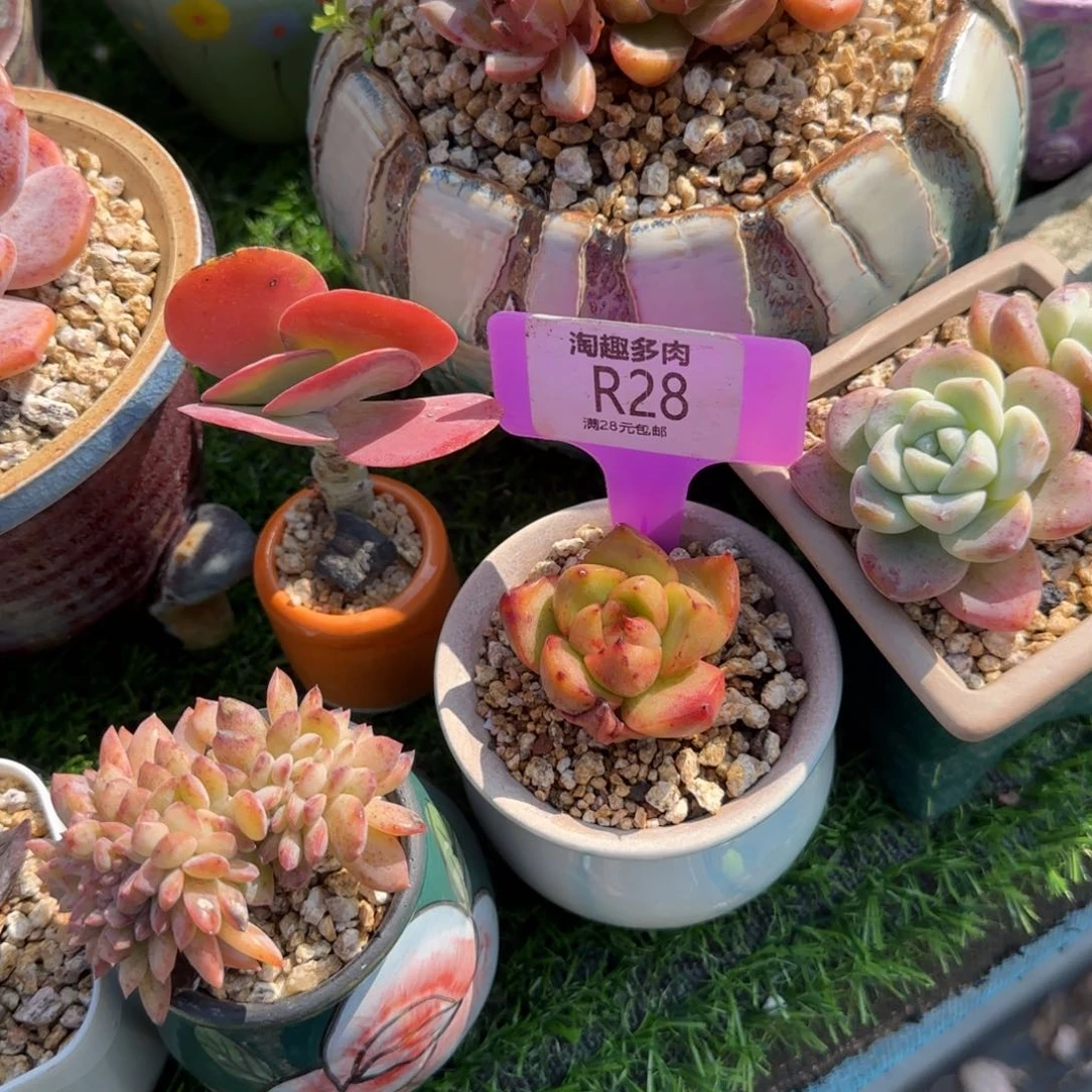 多肉植物后夜八松