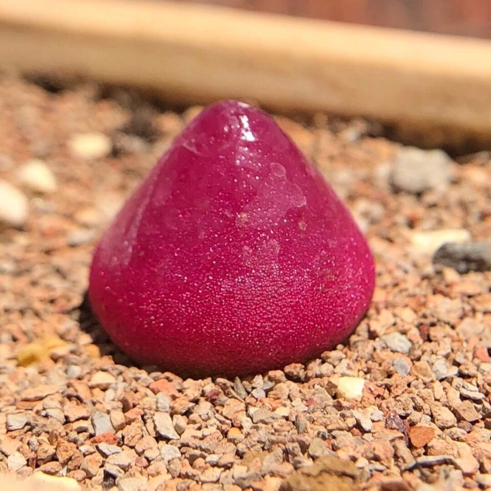 灯泡肉锥生石花pp花送盆送土两棵包邮尺寸1.2厘米两年生苗