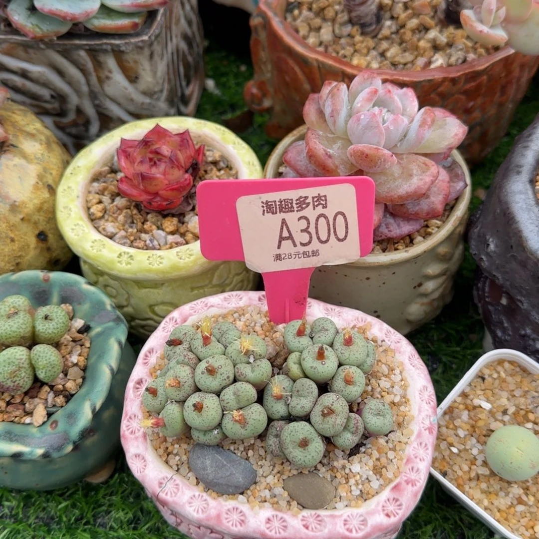 多肉植物生石花绿色饼干