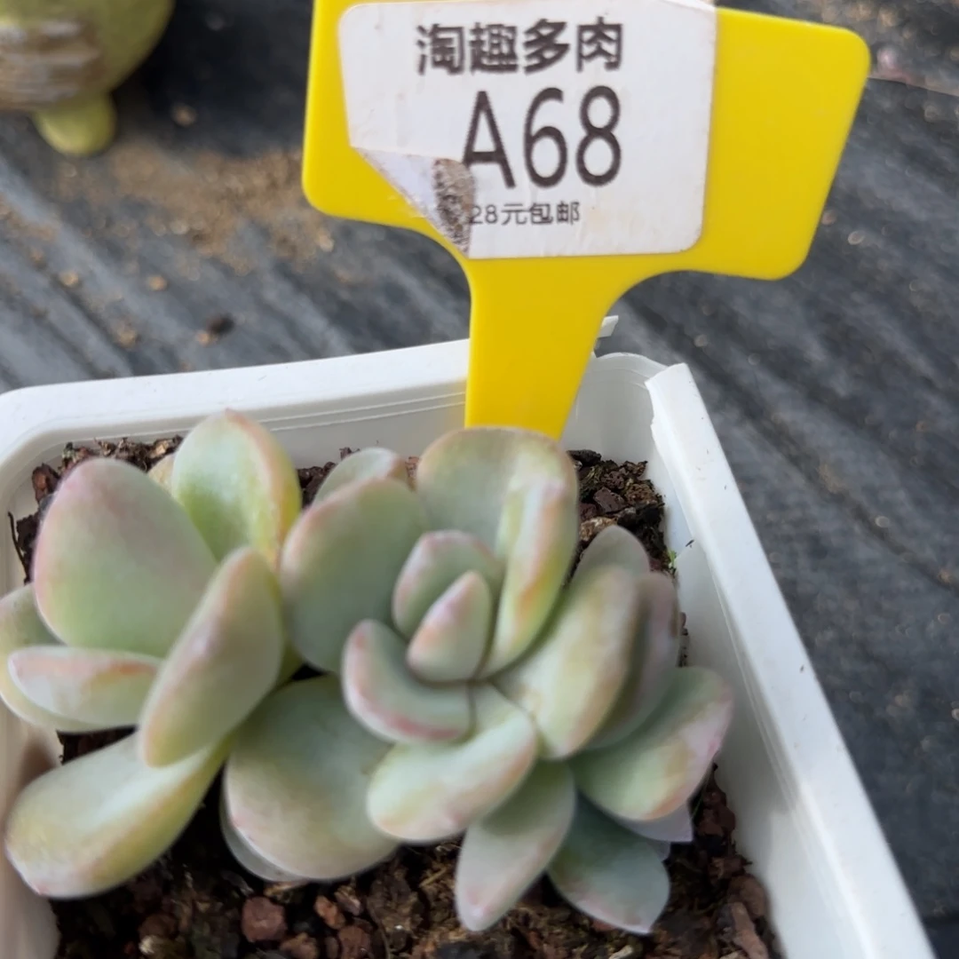 牛**牛多肉植物群生奶茶