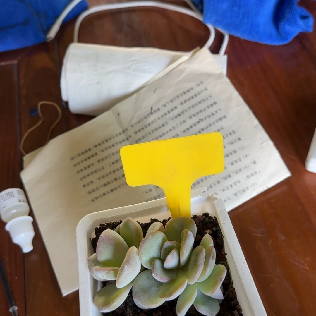 多肉植物奶茶求生