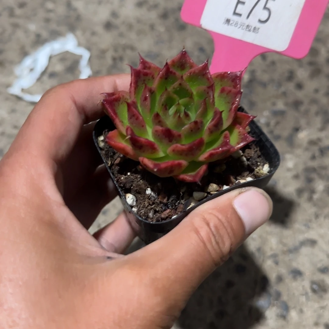 多肉植物伊利斯杂交