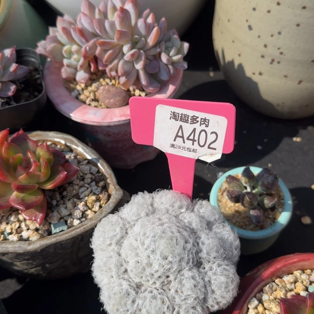 多肉植物白银球全身