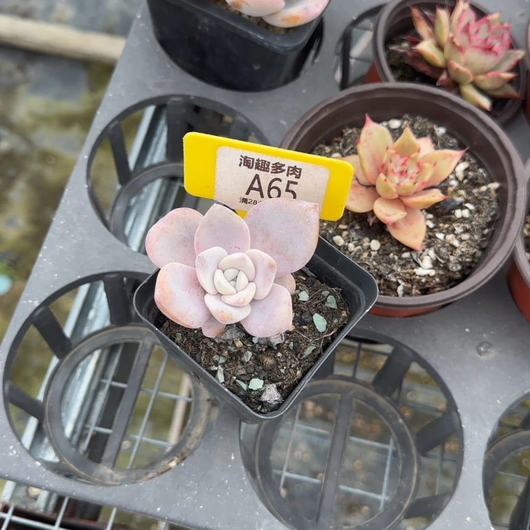 多肉植物蛋拉弹头