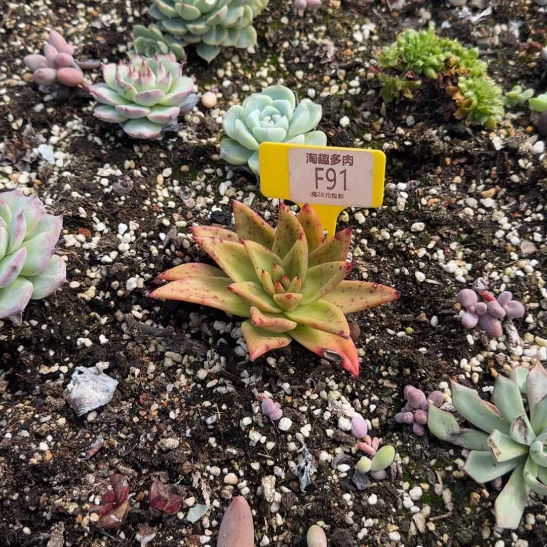 多肉植物乌木系列