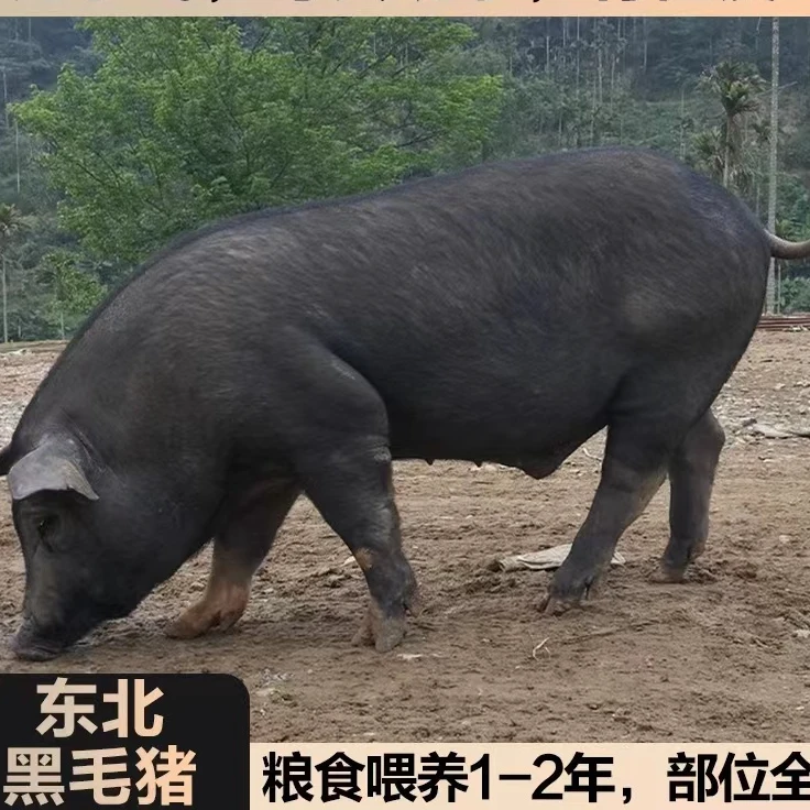 【老野推荐】东北黑猪肉,溜达猪肉、跑山黑猪肉-预售