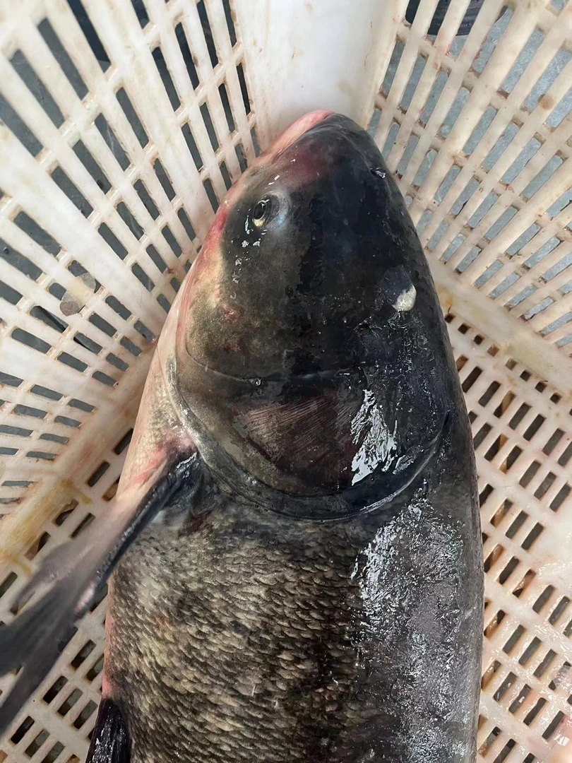 【老野推荐】野生胖头鱼整只包邮