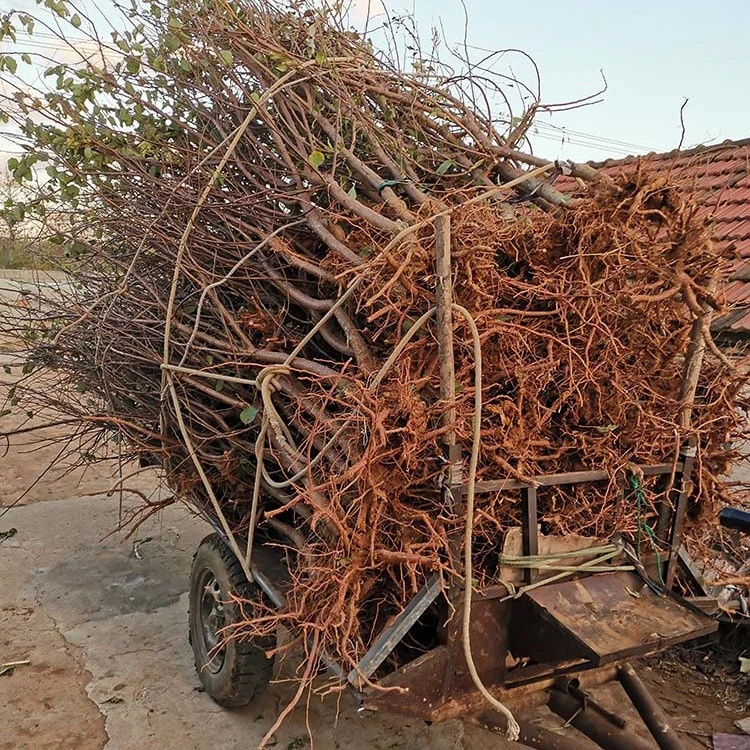 杏树嫁接苗 荷兰香蜜杏  丰产晚熟甜香杏苗 南北方种植盆栽地栽