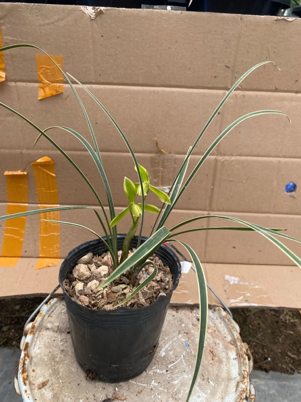 春兰边草，3苗一花