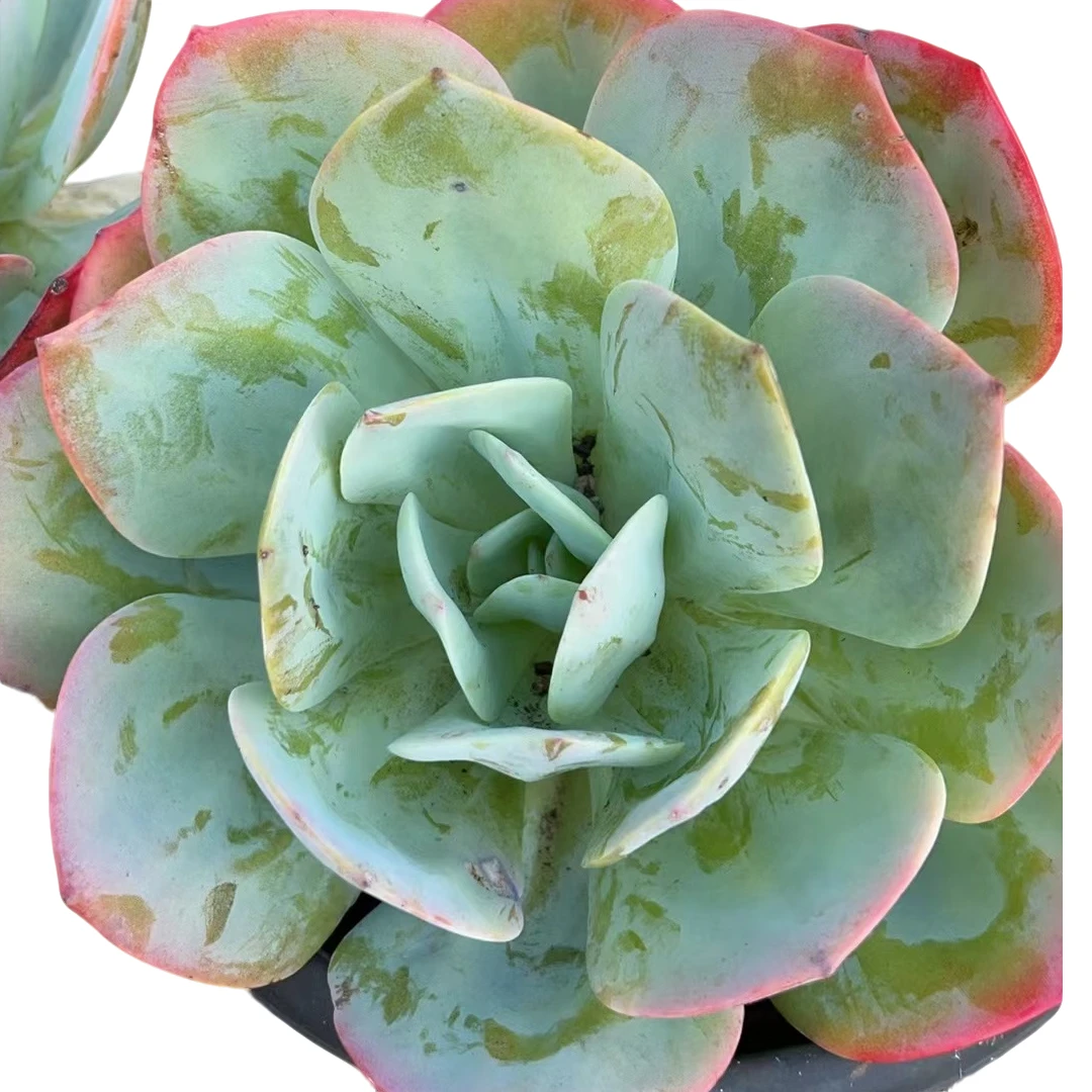 精品多肉植物 血凤