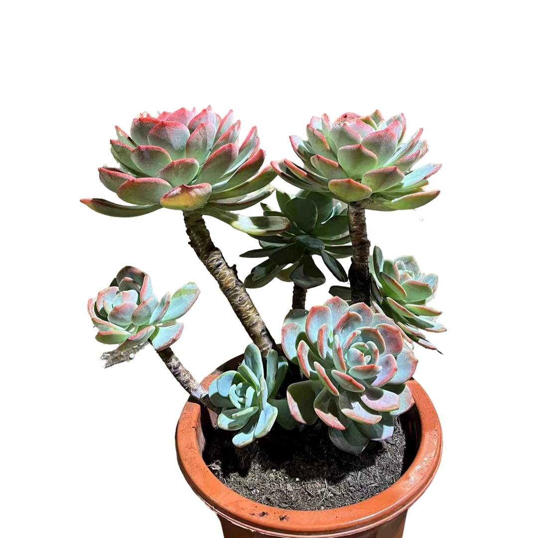 精品多肉植物 白月光