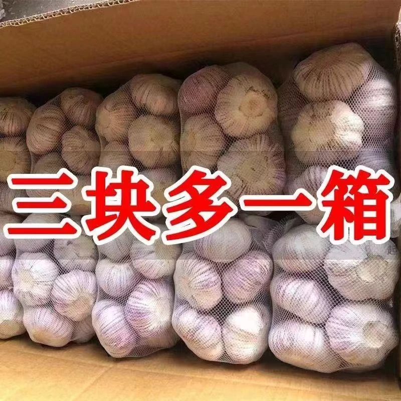 【新店冲量】河南杞县大蒜新干蒜农家自种多瓣蒜紫皮新鲜紫红皮蒜种