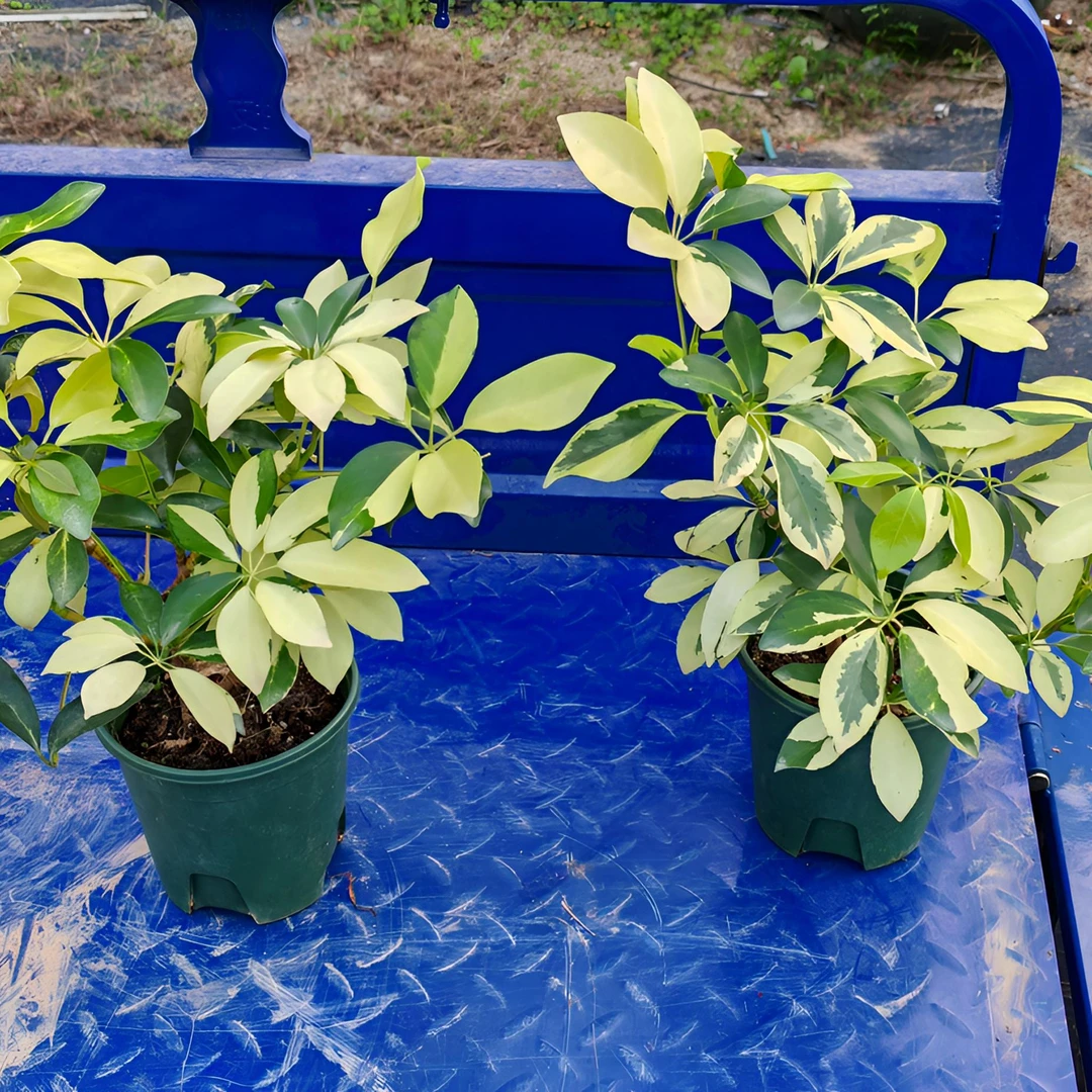 花叶鸭脚木出锦盆栽客厅卧室办公室绿植高级感好养活四季常青植物