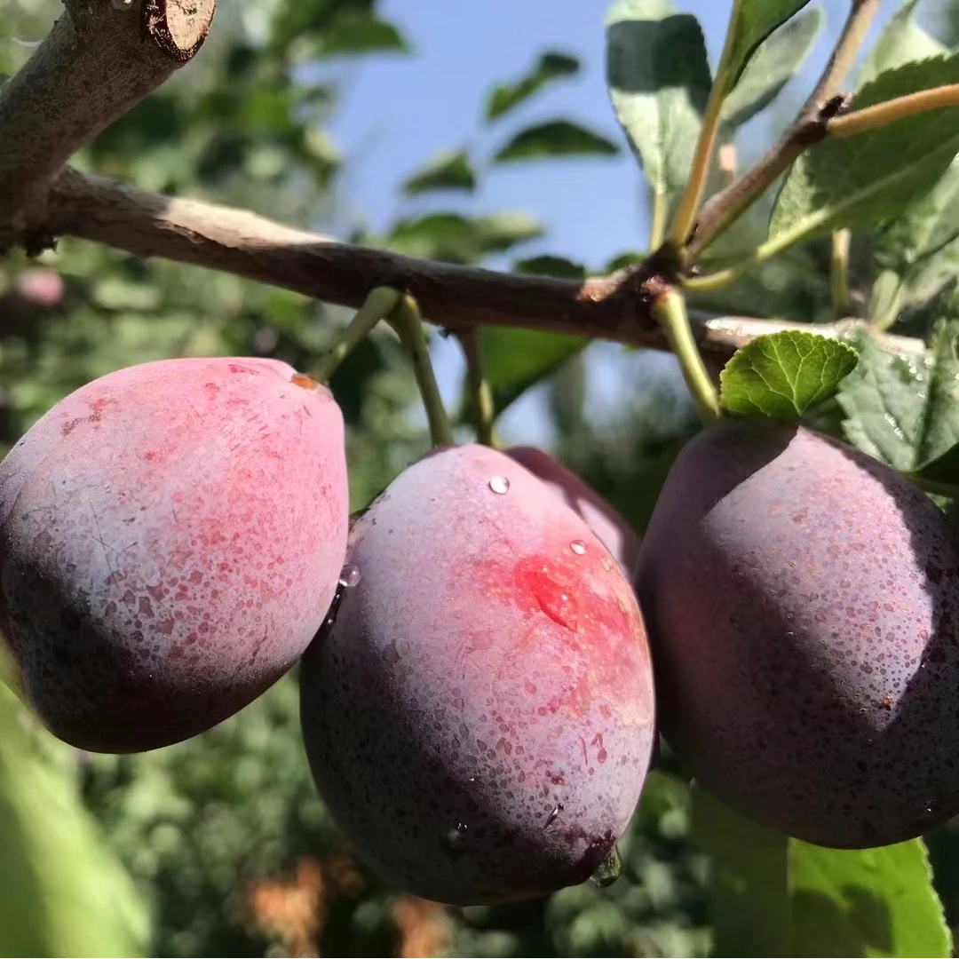 正宗法兰西西梅脆甜皮薄肉厚小核3斤/4斤顺丰包邮