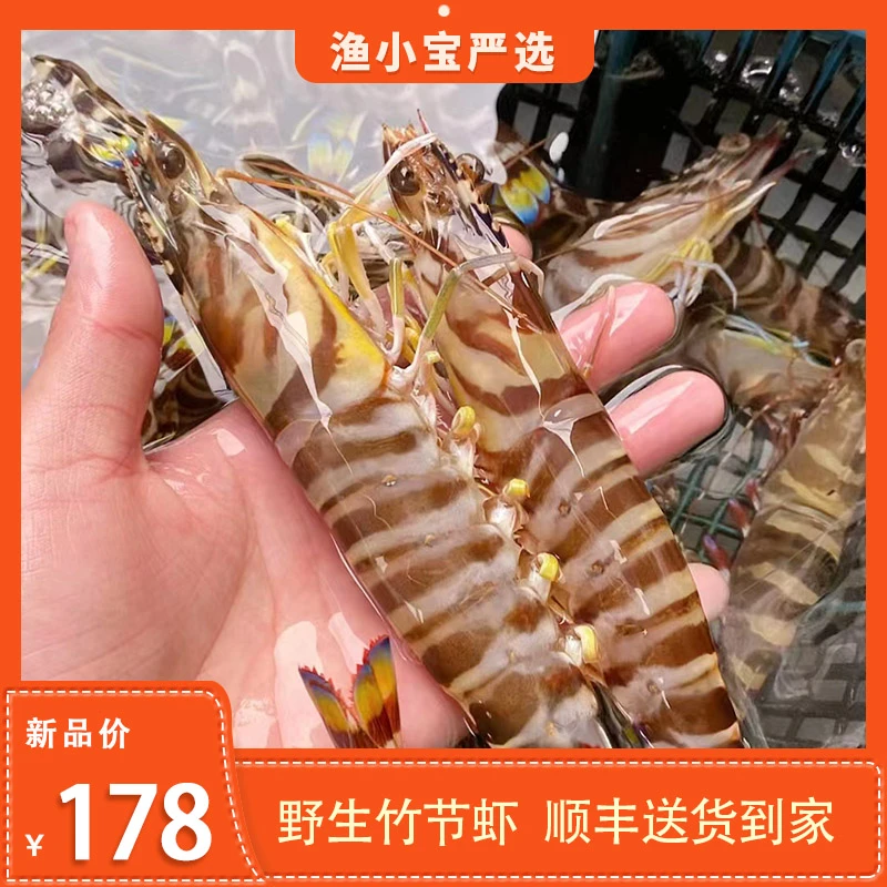东海特大海捕野生竹节虾鲜活船冻锁鲜斑节虾花虾九节虾超大竹节虾