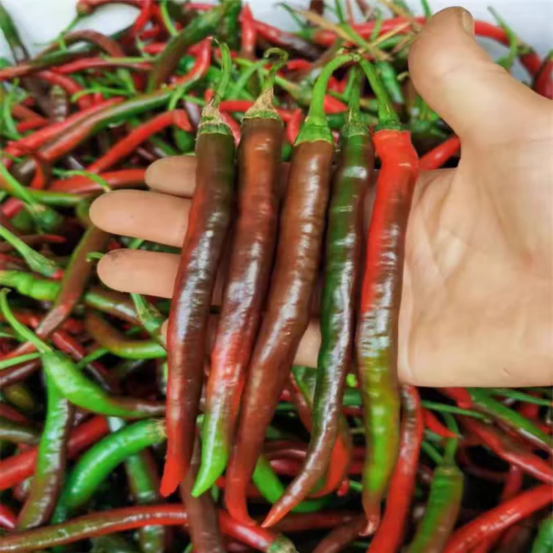 【湘西土辣椒】湖南湘西农村赶集土货农货蔬菜野葱玉米新鲜蔬菜笋子