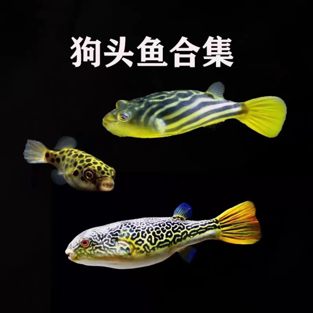 斑马狗头 乌市发货 淡水观赏鱼小型热带鱼会生气的潜水艇疆内包邮