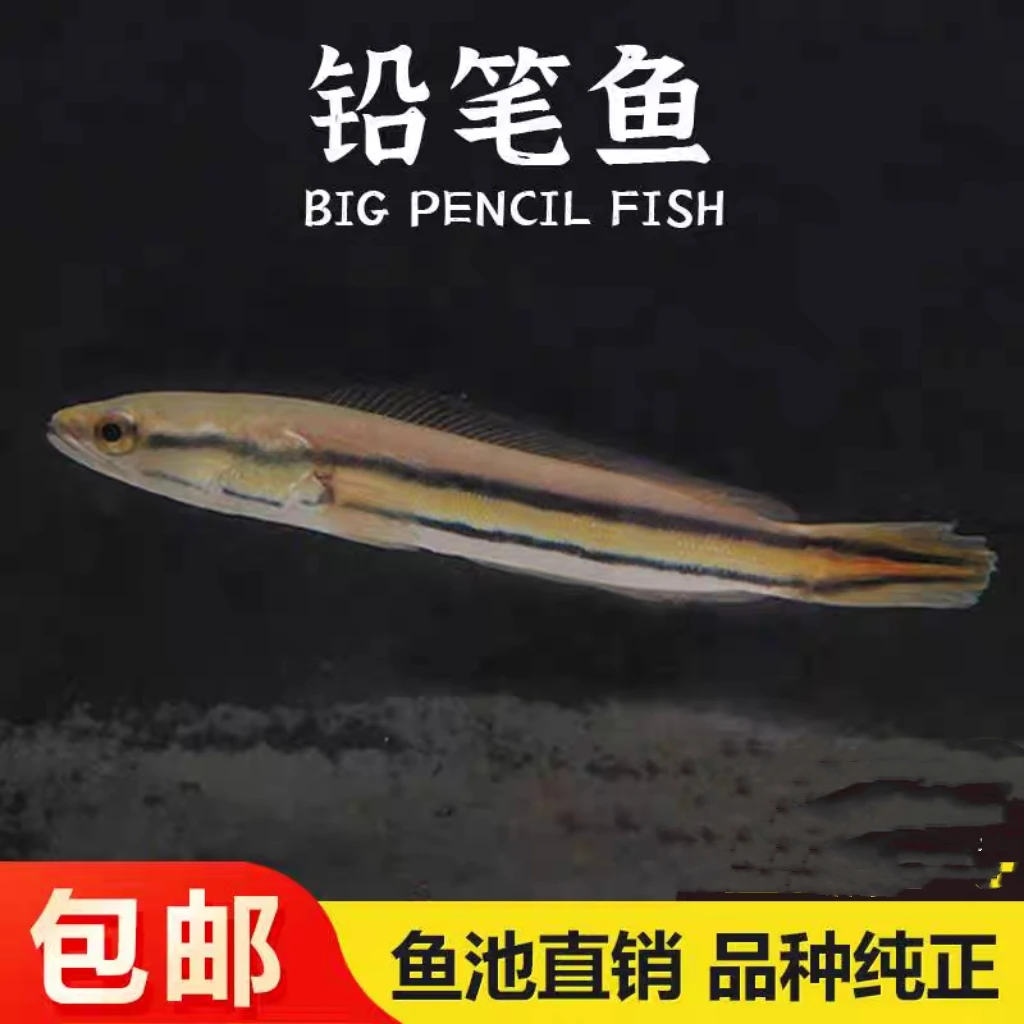 铅笔鱼 乌市发货 淡水观赏鱼小型热带鱼会生气的潜水艇疆内包邮