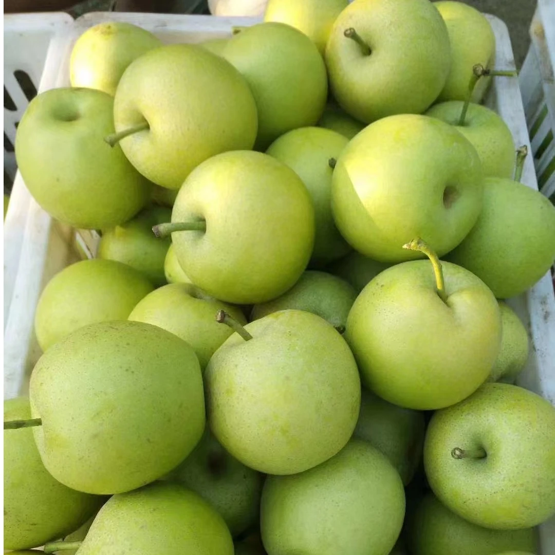 黄瓜山皇冠梨脆甜多汁现摘现发6枚装12枚装