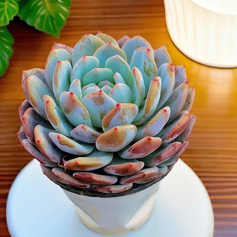 16#橙梦露 单头起 精控 脱土 多肉植物【满15包邮】 经典韩橙