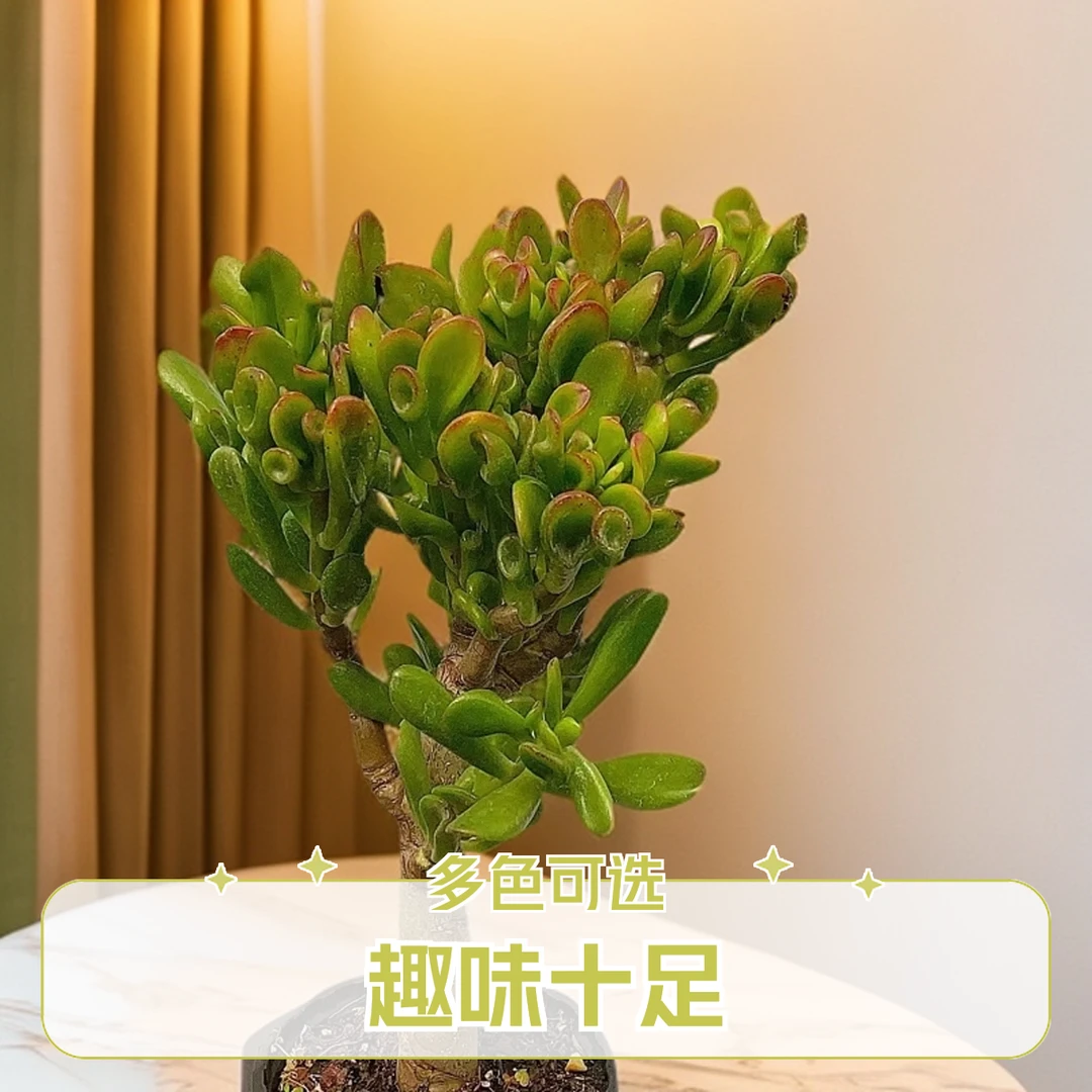 招财猫 5颗 清货 脱土发货 多肉植物【满15包邮】 以直播间实物为准