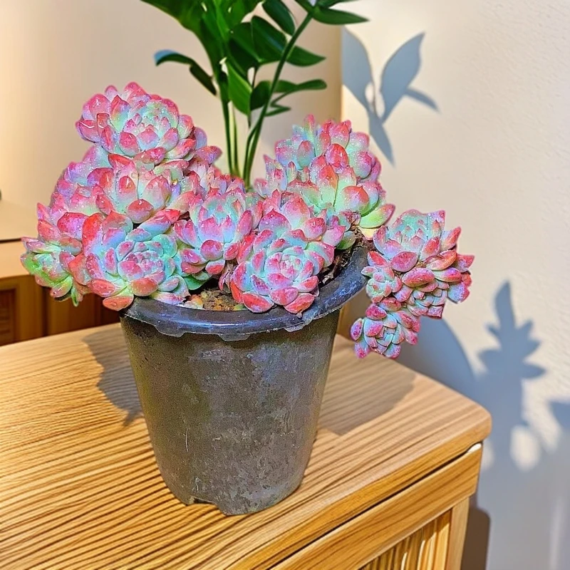 16#霜花  多肉植物【满15包邮】以直播实物为准养护耐寒裸根
