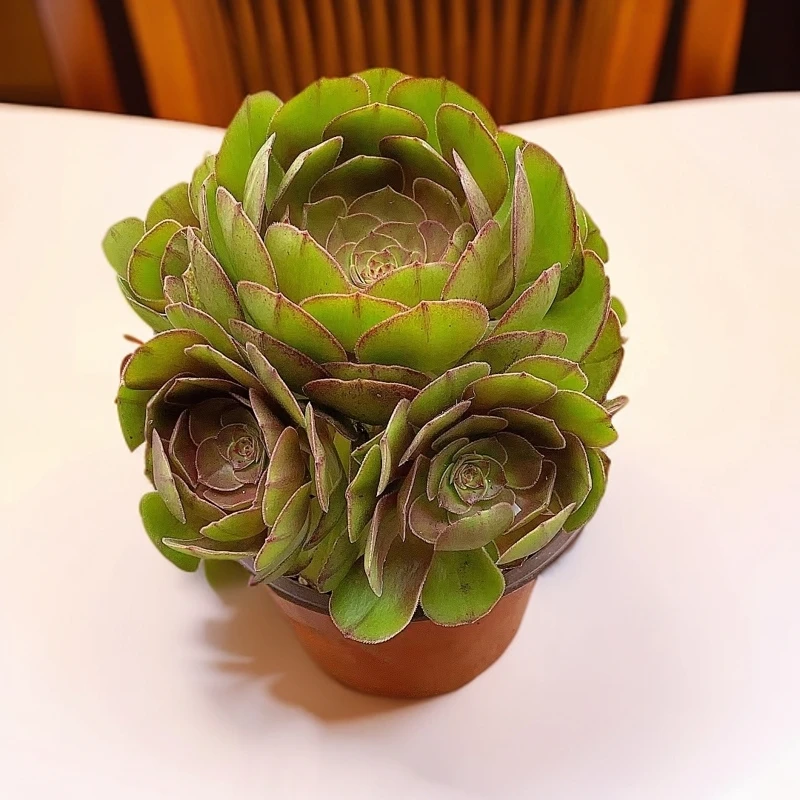 万圣节玫瑰法师 多肉植物【多肉满15包邮】脱土发货  好看好养 经典