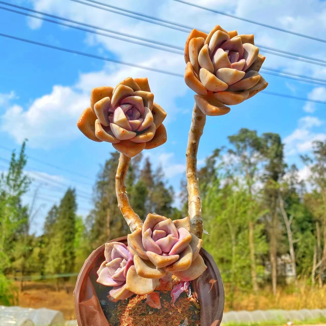 大紫乐 1盆 多肉植物【多肉满19包邮】新手好养耐寒耐热入门