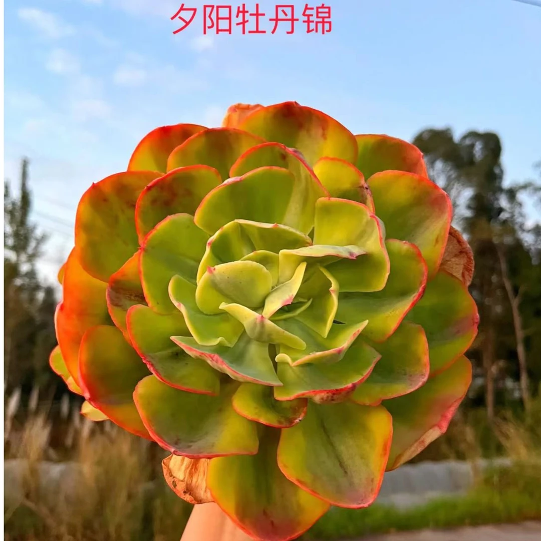 夕阳牡丹锦 自然锦 适合阴凉散光处养护 不喜暴晒【多肉满15包邮】