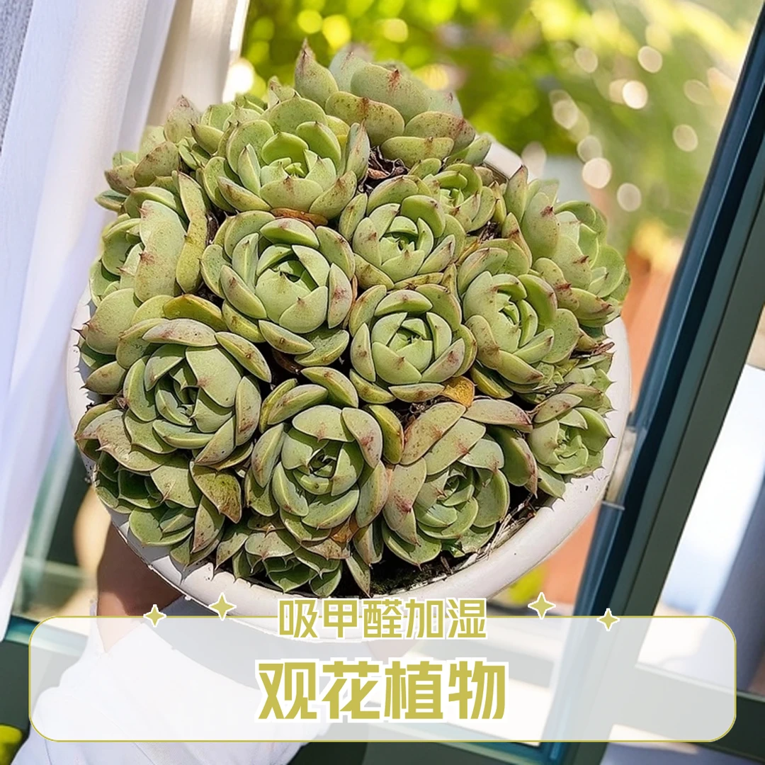 16#群生笨吧3颗 脱土发货 多肉植物【满15包邮】新手好养
