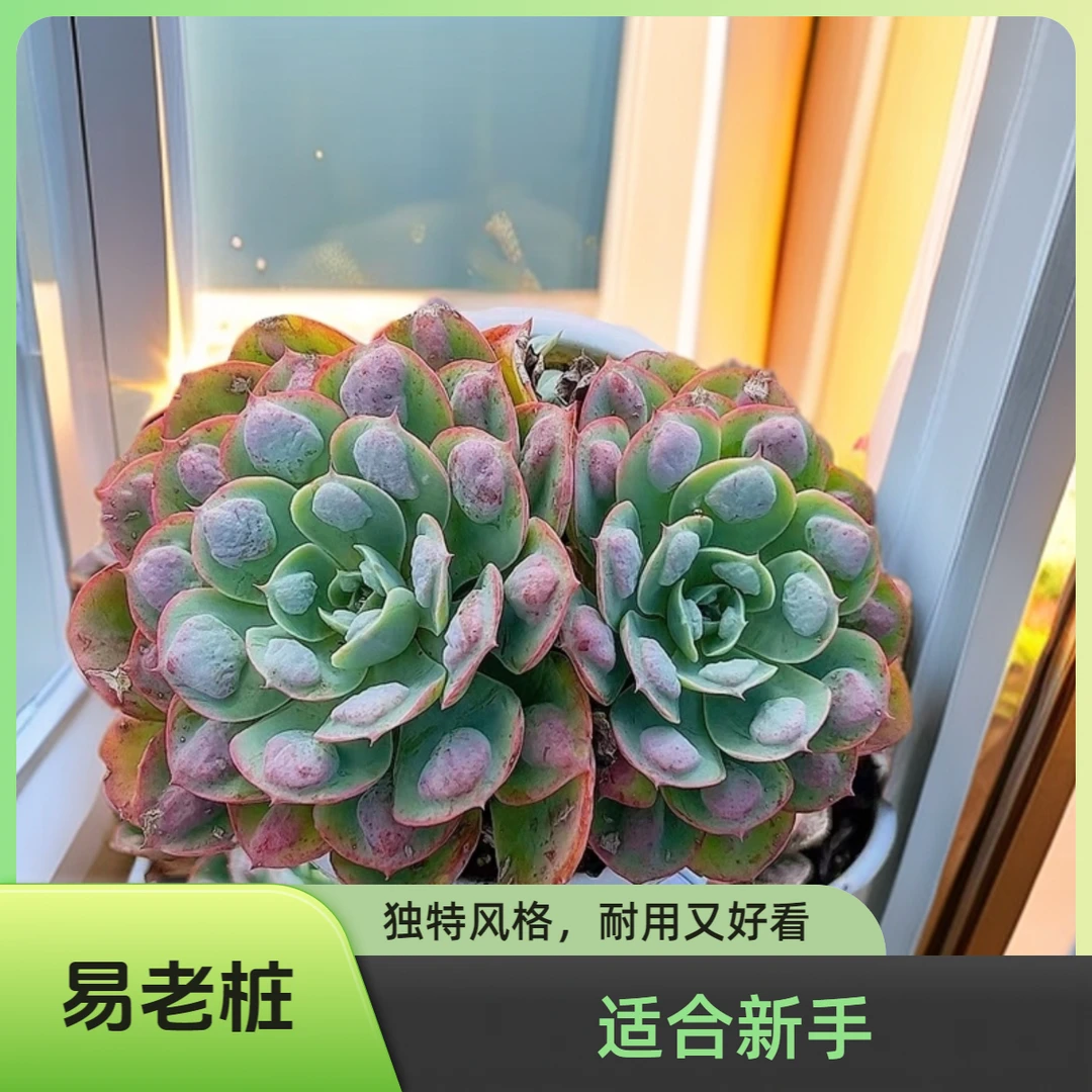 双头雨滴 双头起 脱土发货 多肉植物【满15包邮】新手 好养 易老桩