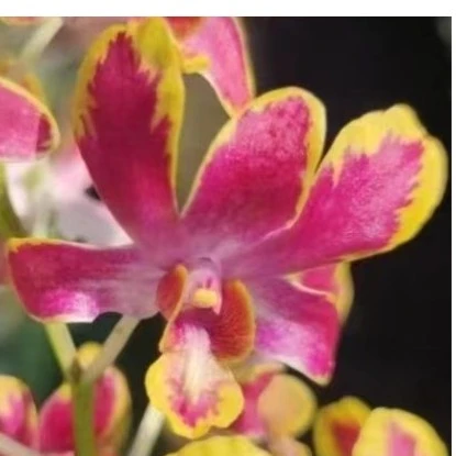 【南诏甄选】黄金泼墨秋石斛，稀缺品种，花色艳丽独特，少量