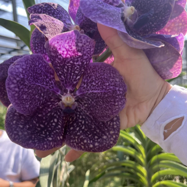 【南诏优选】大花妖姬万代兰，植成活养护难度低，花期长