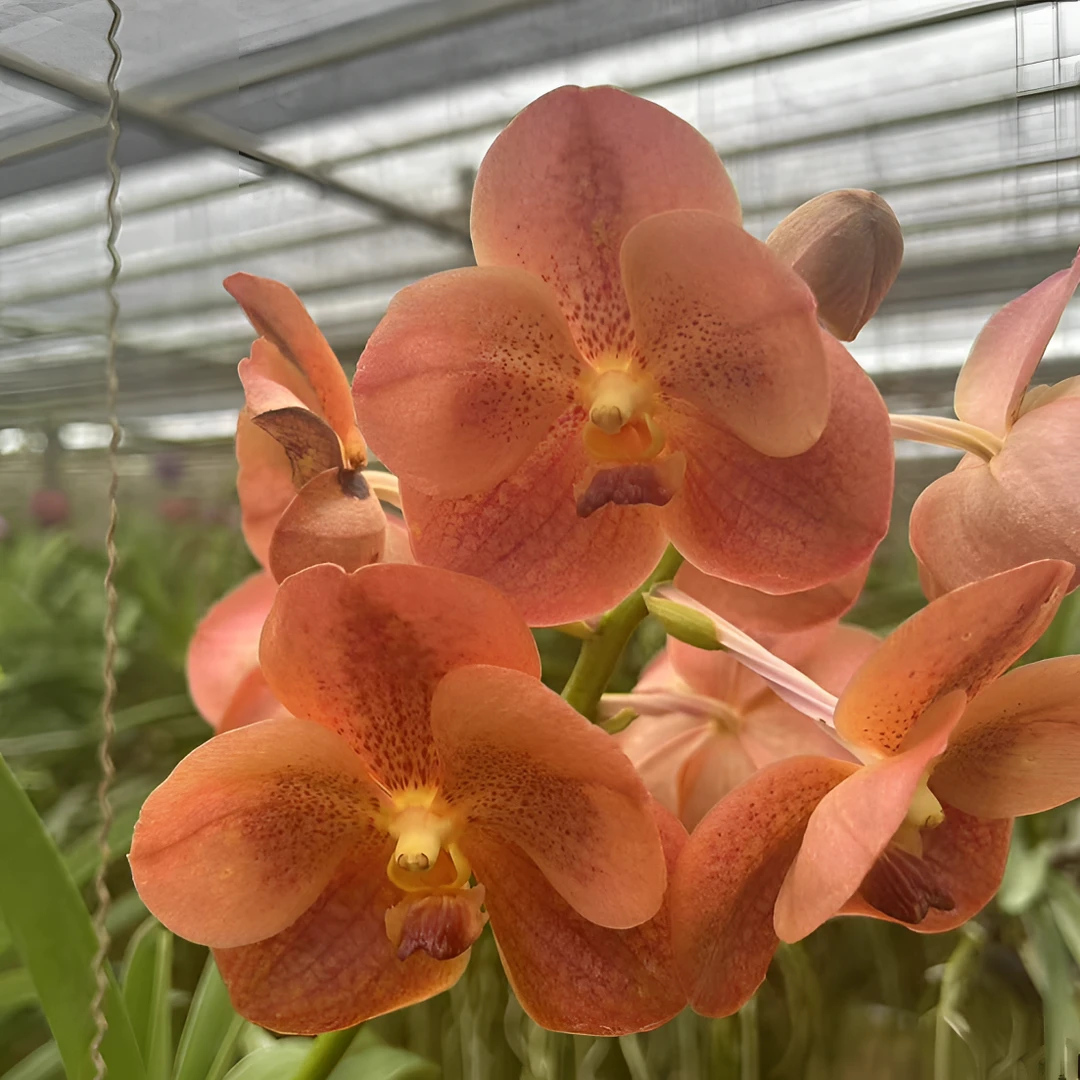 【南诏优选】香缇万代兰，花大艳丽，爆花量大，花期长