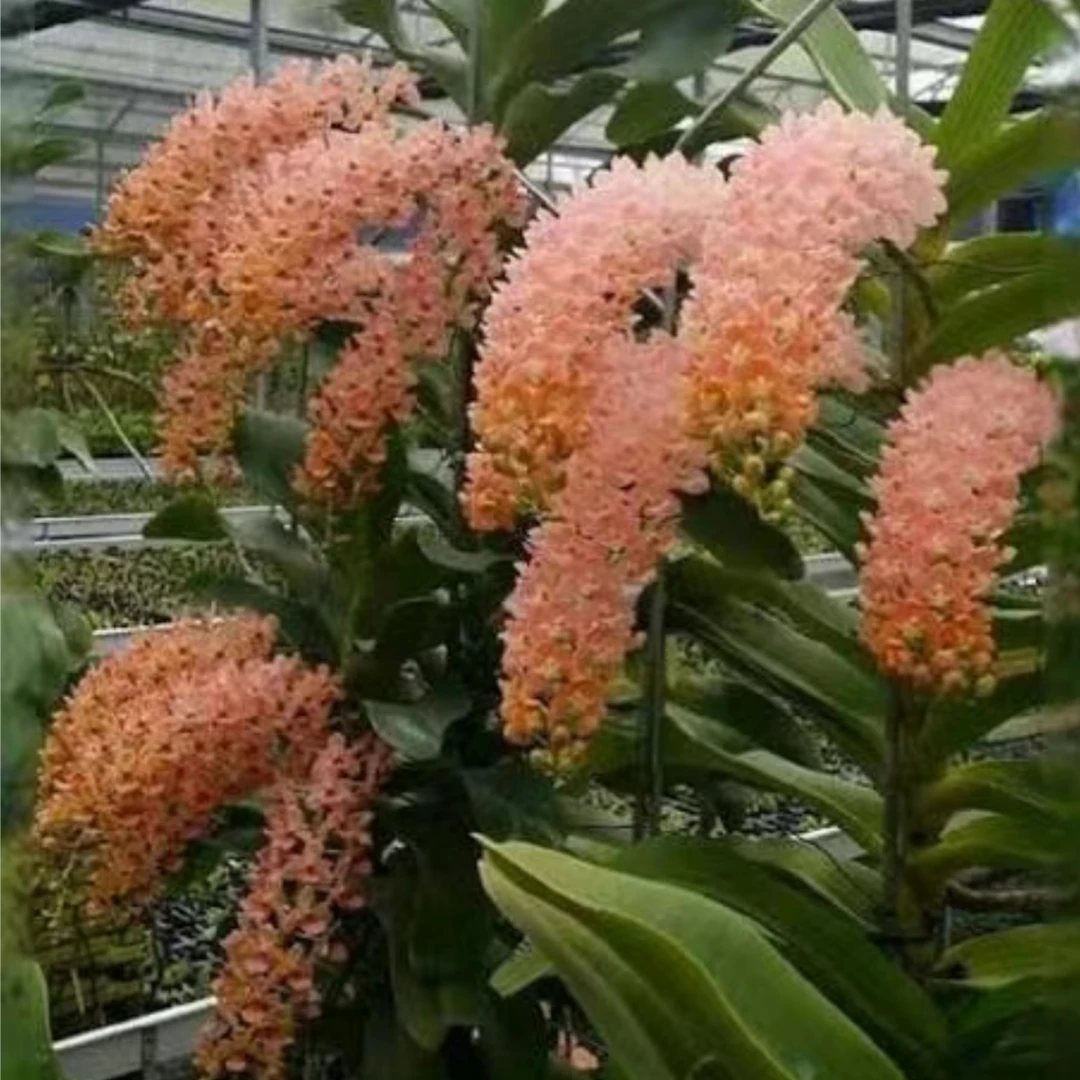 11【南诏优选】赫特谢湖 象兰，植成活养护难度低，花香花期长