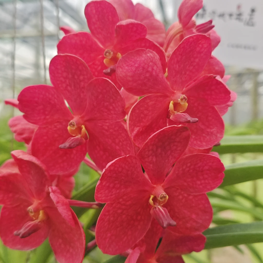 11【南诏特级】泰国 AS小圣诞 万代兰，植成活养护难度低，花期长