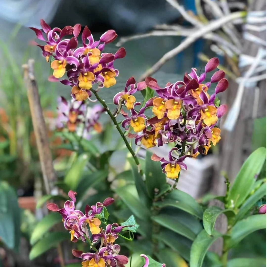 【南诏优选】紫金羚羊秋石斛兰，花色霸气，花香，爆花量大