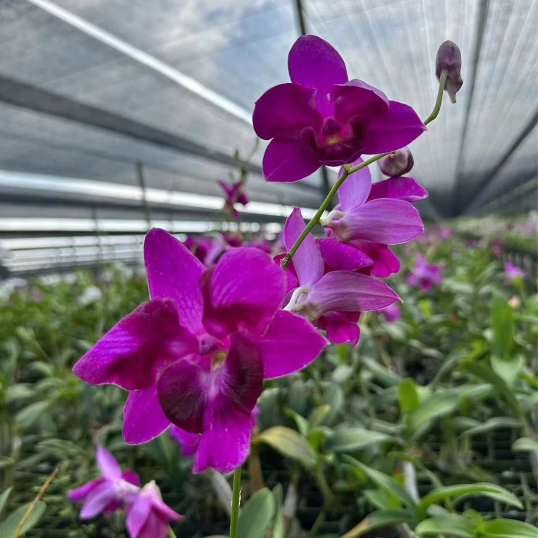 【南诏优选】龙美 秋石斛，植成活养护难度低，花香花期长