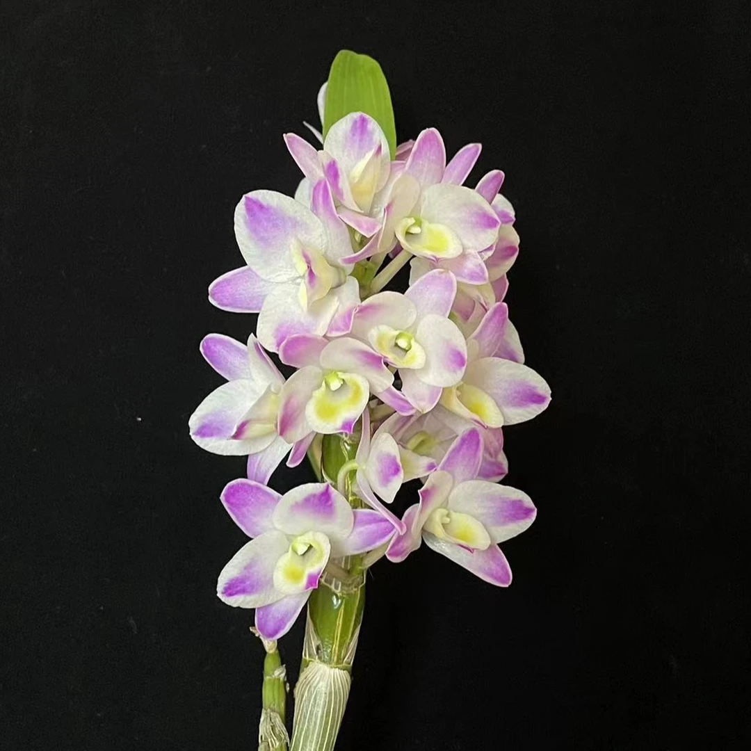 【南诏优选】中华梦水晶春石斛兰（大），养护难度低，花香爆花量大