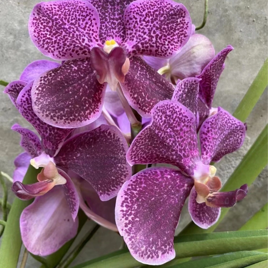 【南诏优选 】 棒叶紫薇万代兰，花大艳丽，爆花量大，花期长