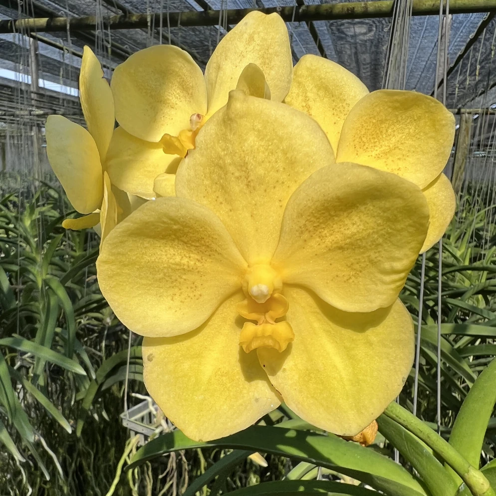 【南诏优选】璀璨 万代兰，花大艳丽，爆花量大，花期长，稀缺，易成活！
