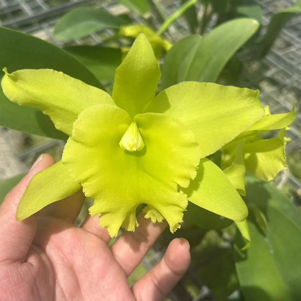【南诏优选】泰国 绿天使卡特兰，植成活养护难度低，花香花期长