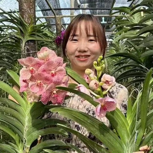 【南诏优选】莎拉乌丽大花万代兰，花大艳丽，爆花量大，花期长
