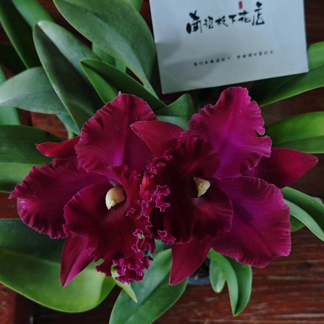 【南诏优选】泰国 恭喜卡特兰，植成活养护难度低，花香花期长
