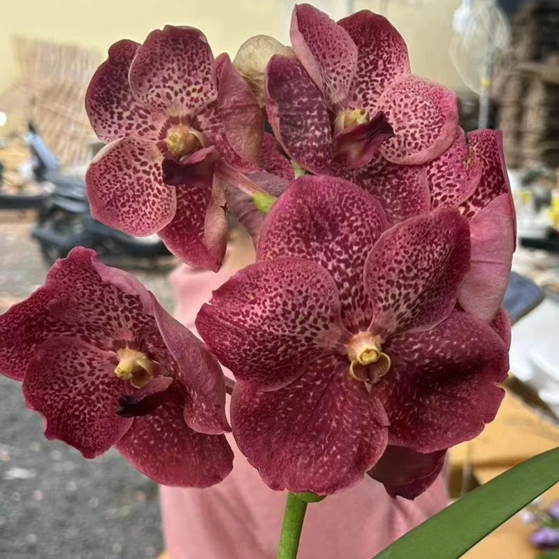 【南诏优选】老桩万代兰花,花大艳丽,爆花量大,花期长