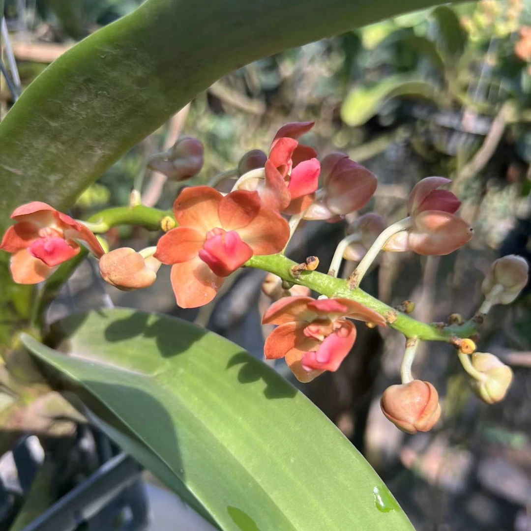 【南诏优选】泰国 衫云象兰小（5-6年苗） 花期长花香 稀缺