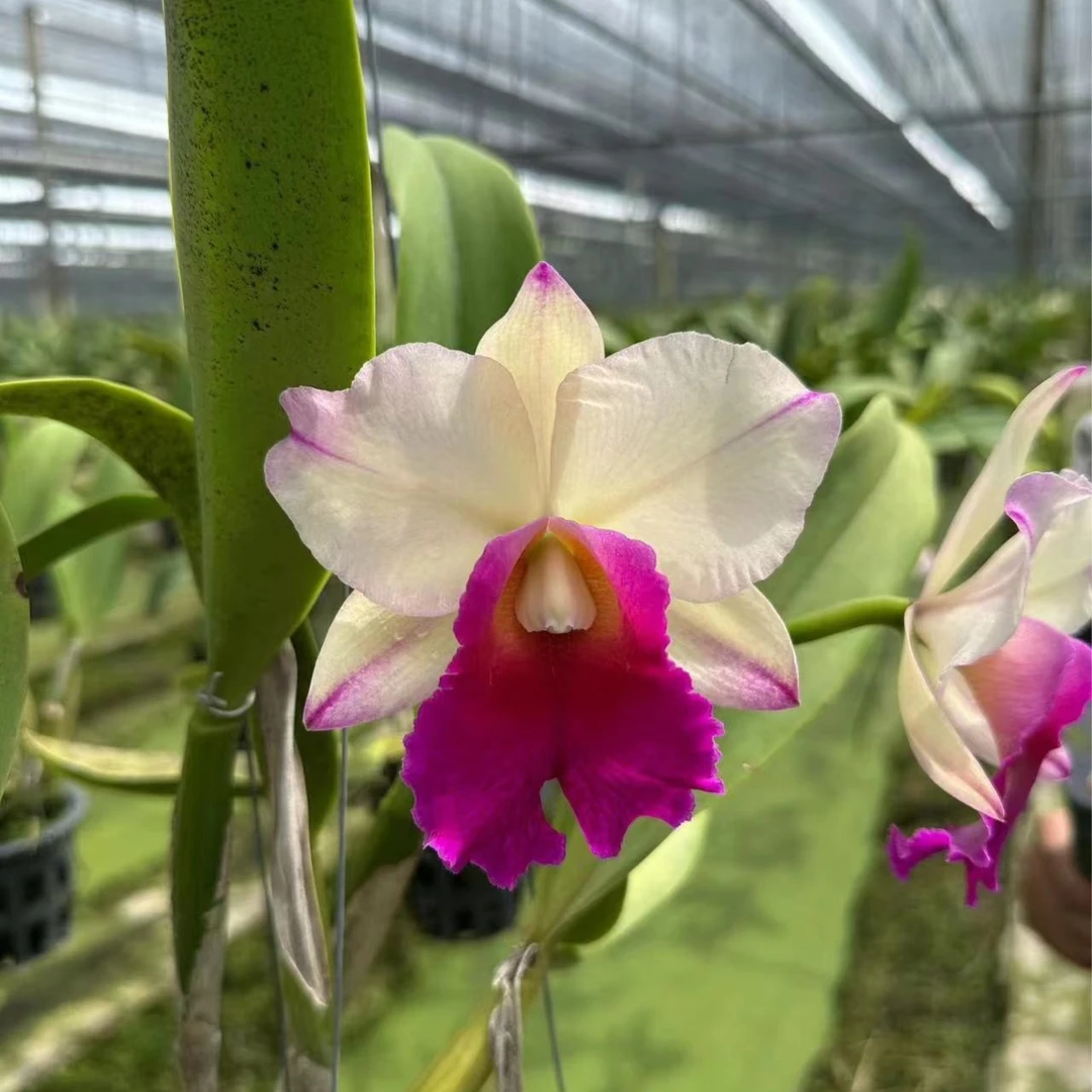 【南诏优选】丹纳颂开花卡特兰，植成活养护难度低，花香，花期长，花大